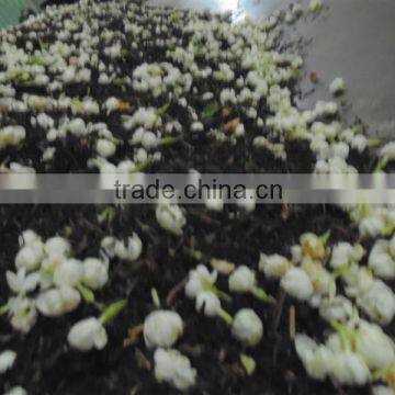 JASMINE GREEN TEA photo-1