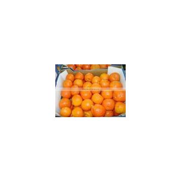 Fresh mandarin( ( clemantina )