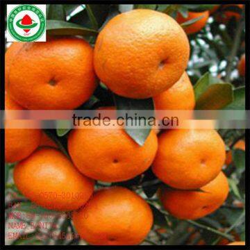 mandarin orange juice concentrate