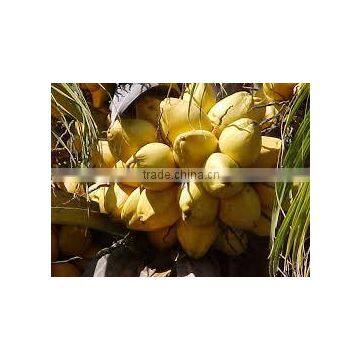 Cocos nucifera malay yellow (Yellow Coconut)