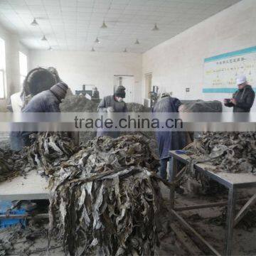 2015 Crop Dried cut seaweed laminaria japonica(sea kelp)