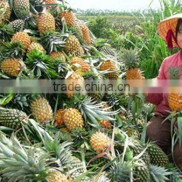 High quality Canned Queen Pineapple