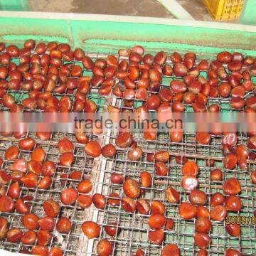 Fresh Chestnut photo-3