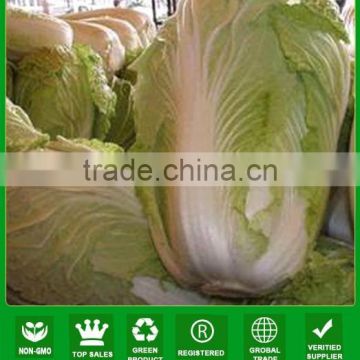 NCC05 Kabi hybrid baby cabbage seeds taste good