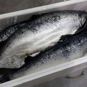 Atlantic Salmon Fish, Salmon Belly, Salmon Backbone, Salmon Head, Salmon HOG, Norwegian Salmon HG, Salmon Oil, Caviar photo-5