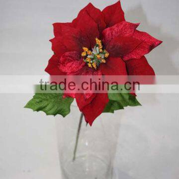 red poinsettia