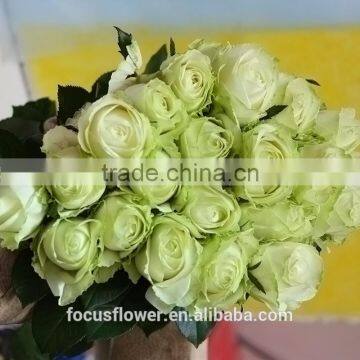 natural flower rose 5-6cm flower head cut flowers rose Avalanche flower from Kunming