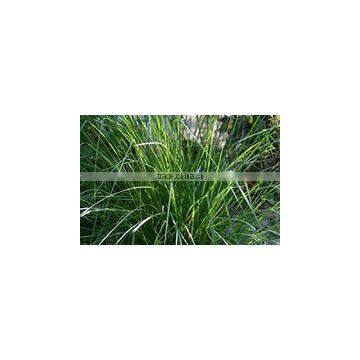 Vetiveria Zizanioides photo-3