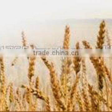 Psyllium Seed Husks photo-4