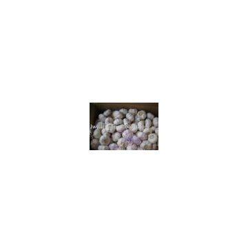 normal white garlic