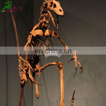 Real deinonychus dinosaur skeleton mini skeleton model