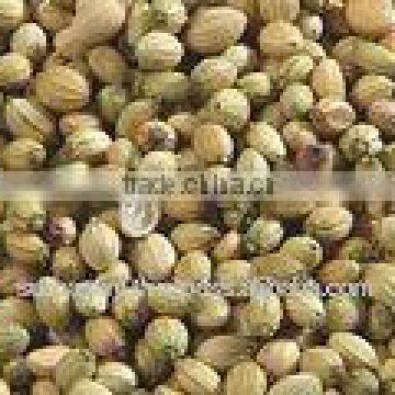 Coriander Seeds Eagle Quality Supplier