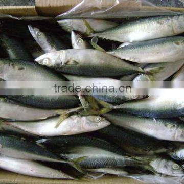 Whole Round BQF Or IQF frozen fish pacific mackerel