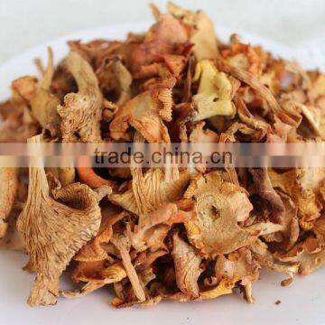 Wild Organic Dry Cantharellus cibarius mushroom