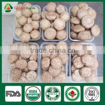 Shiitake Mushroom Kit,Mushrooms Growth,Shiitake Mushroom Spawn Bag photo-6