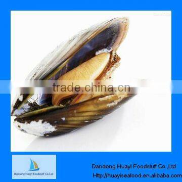 best quality iqf sea mussel