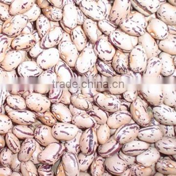 Dry Pinto Beans or Light Speckled Kidney Beans(Long Shape) Size 220-240 PCS