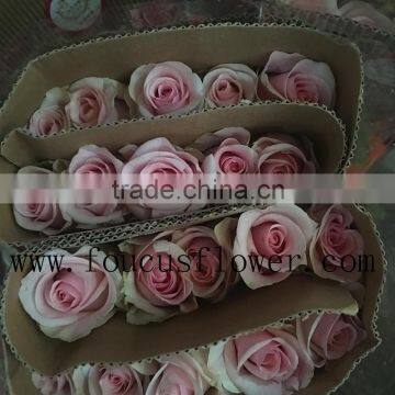 Newest Flower Box Tube Pink Rose Flower From China