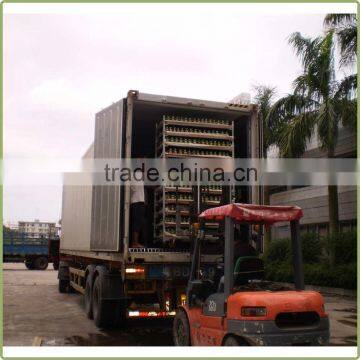 Spiral Lucky Bamboo 25cm-100cm DRACAENA SANDERIANA Air Bonsai Tree Indoor Aquatic Feng Shui Plants Nursery Garden Decoration photo-6