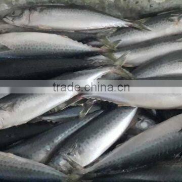 100-150g Frozen Mackerel White Belly Mackere