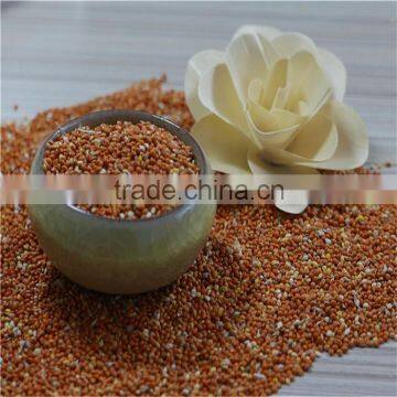 Red Millet In Husk With Good Price photo-5