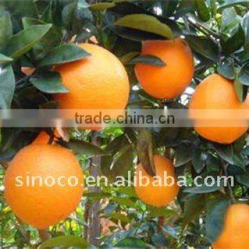 Chinese Orange Fresh Fruit