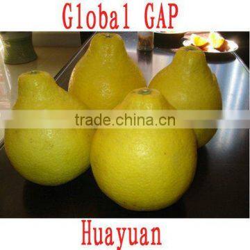 Chinese Shatian Pomelo