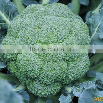 Hybrid broccoli seeds for growing-Green Hill