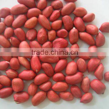 wholesale big size blanched peanut kernels(ground nut seeds)