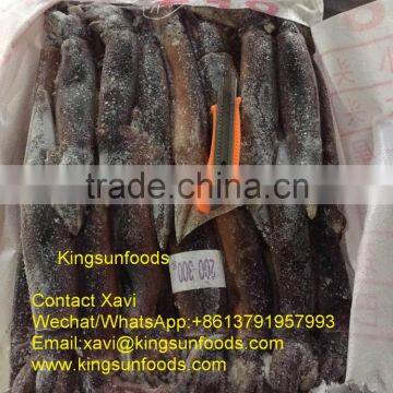 Whole Sale 200/300g Illex Squid