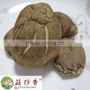 dried smooth shiitake mushroom of autumn planting