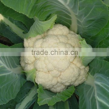 CF44 Genius 44 days extra early maturity hybrid cauliflower seeds