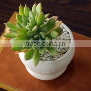 Indoor Mini Glazed White Pottery Planter for Succulent