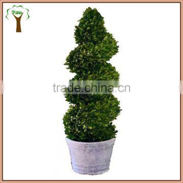 Boxwood Spiral Boxwood Sphere Preserved Topiary photo-3