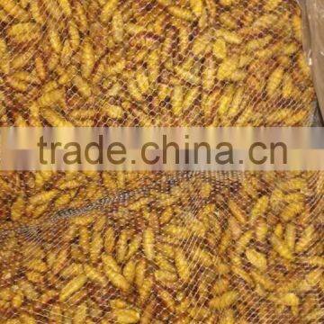 Popular Seafood in Thailand Frozen Silkworm Chrysalis photo-4