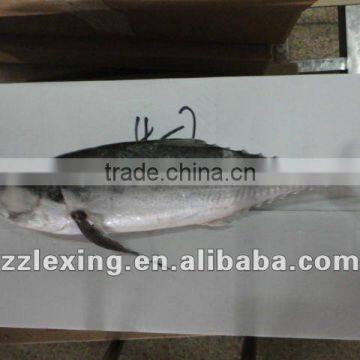 Best Frozen Hard Tail Scad photo-2