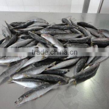 Frozen IQF Muroaji photo-2