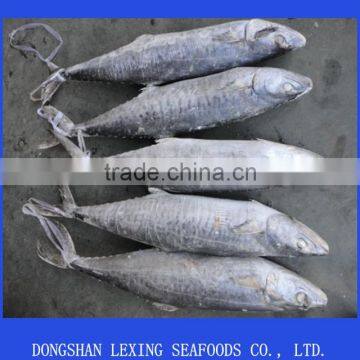 frozen spanish mackerel
