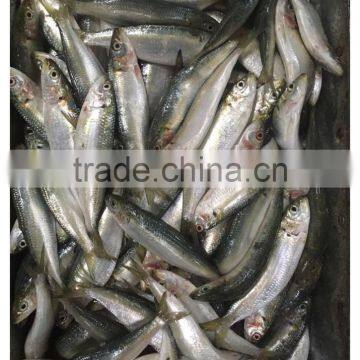 New Landing Frozen Fresh Unprocessed HGT Sardine photo-2