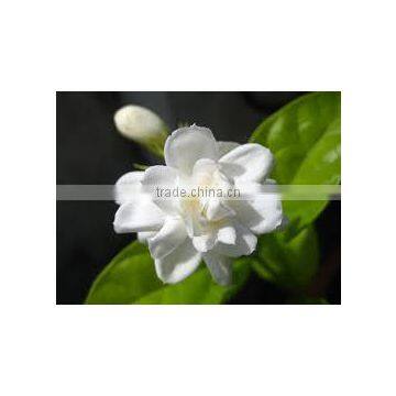 Agra Boutique Taiwan Pure Jasmine Tea Fujian Jasmine Tea Brands photo-6