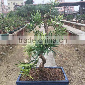 Podocarpus Macrophyllus Bosnai photo-4