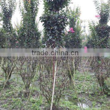 Lagerstroemia Indica Bottle Gourd and Cage Shape Trees photo-2