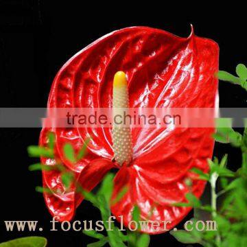 wholesale fresh cut flower plants Anthurium from kunming