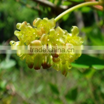 Best Quality Smilax china Powder Export