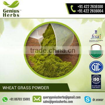 Nutrient-Rich Wheat Grass Powder Used as Dietary Supplement