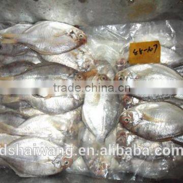 Frozen butterfish in fresh seafood (POMPANO) 88-107g