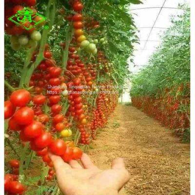 Wholesale Polyethylene Greenhouse Covering Film With High Quality photo-2