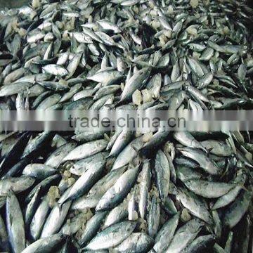 FAO 61 China Frozen Bonito Tuna Fish and Auxis Thazard