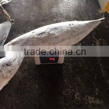 Longline Frozen Skipjack Tuna 5kg up ( Katsuwonus Pelamis)