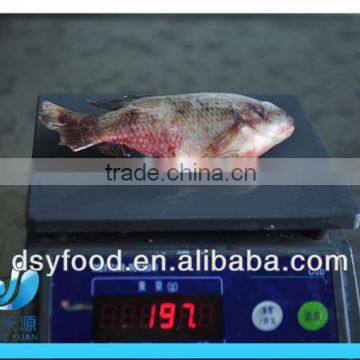 WR Frozen Black Tilapia